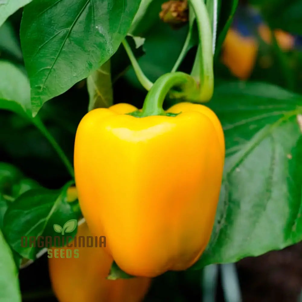 Mature Yellow Sweet Pepper Plant from Seeds, Bright and Crunchy Peppers