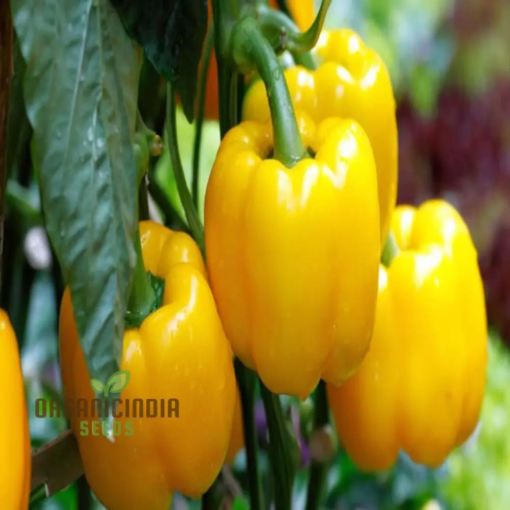 Yellow Sweet Pepper Seeds for Home Garden, Easy-to-Grow Vegetable Seeds