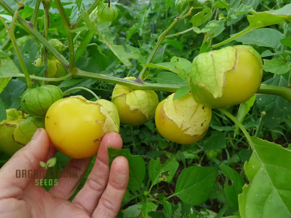 Yellow Tomatillo with Husk, Grown from Non-GMO Seeds
