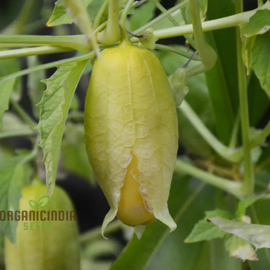 Yellow Tomatillo Seeds for Planting, High Yield Garden Seeds