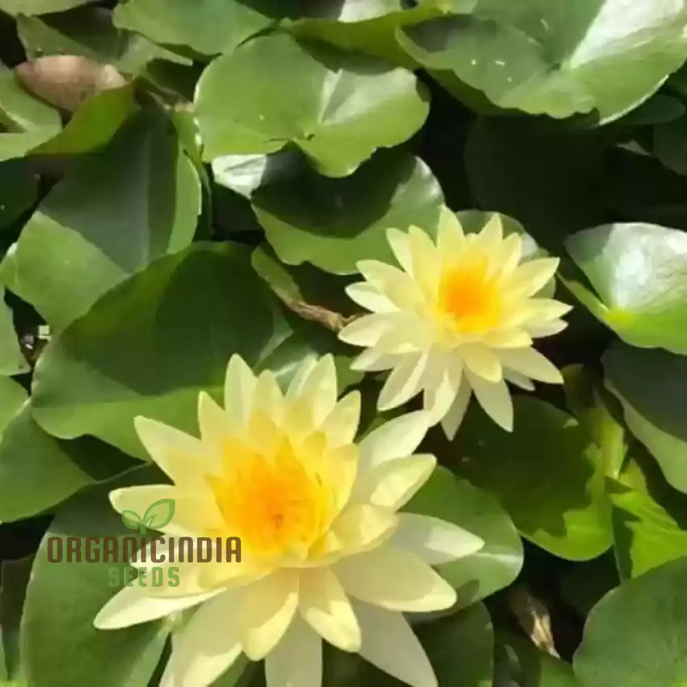 Yellow water lily seeds growing into healthy aquatic seedlings