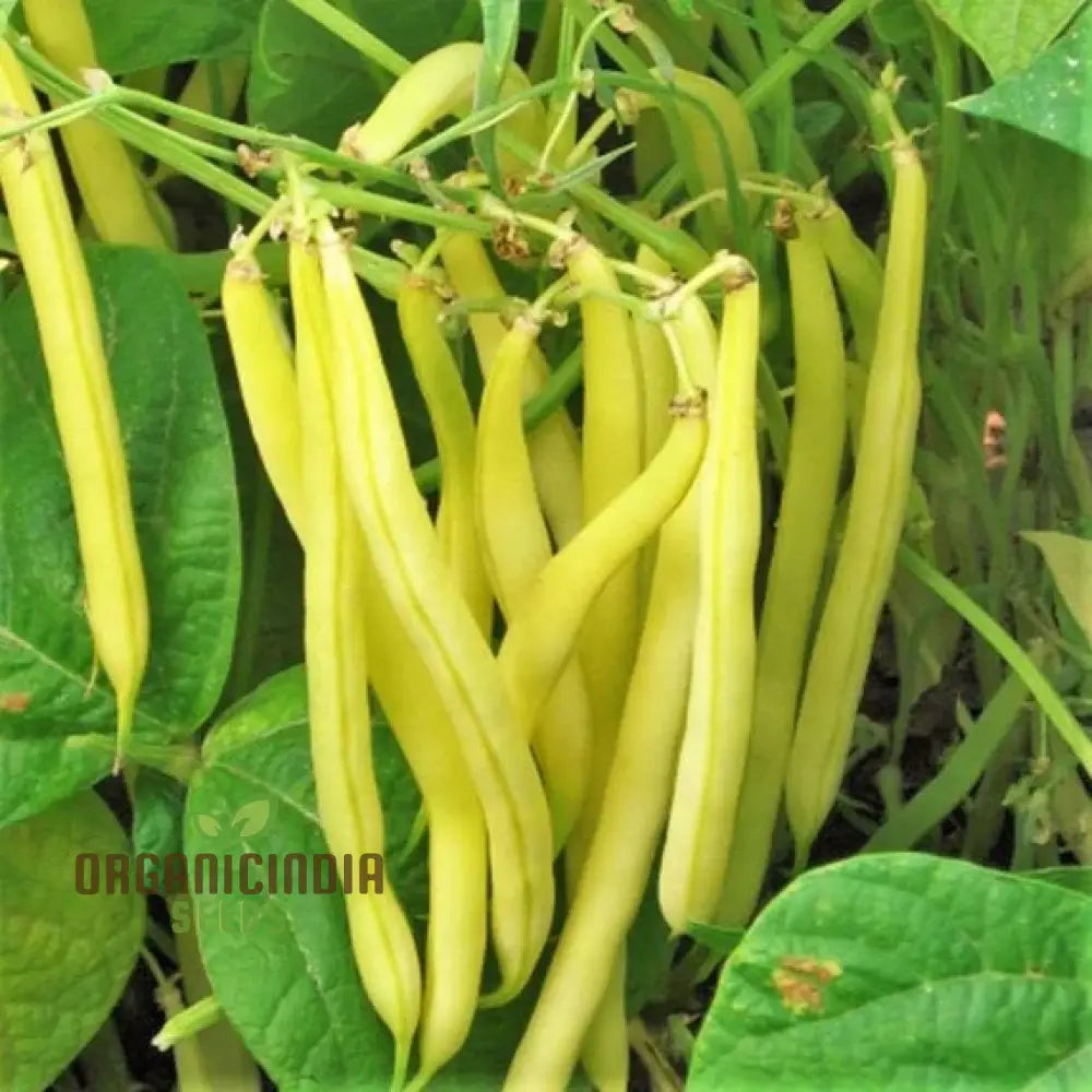 Mature Heirloom Yellow Wax Bean Plant with Long Tender Pods from Seeds