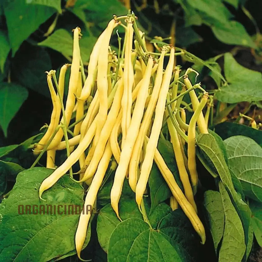 Heirloom Yellow Wax Bean Seeds – Kentucky Wonder, Productive Pole Bean