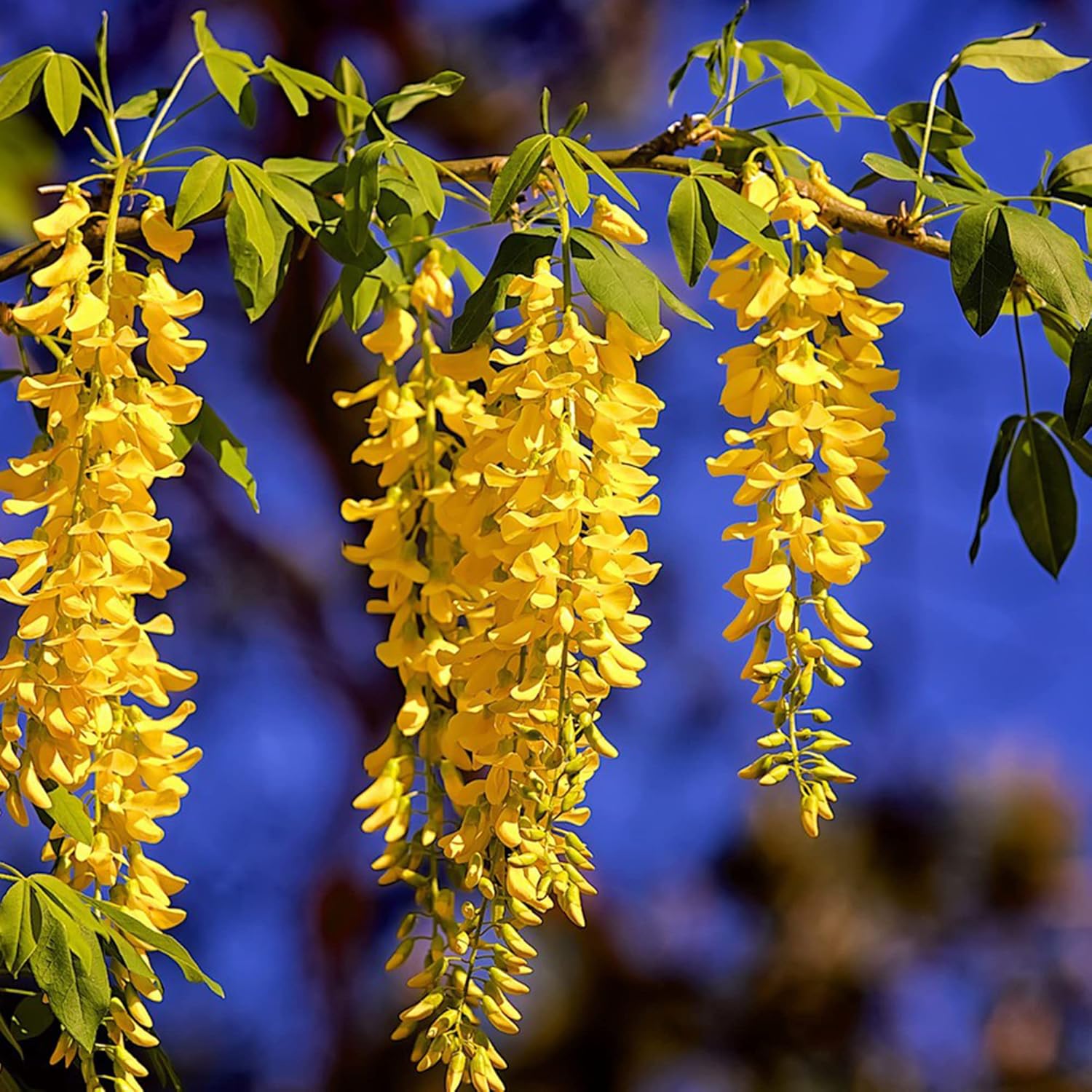 Wisteria Sinensis yellow climbing vine