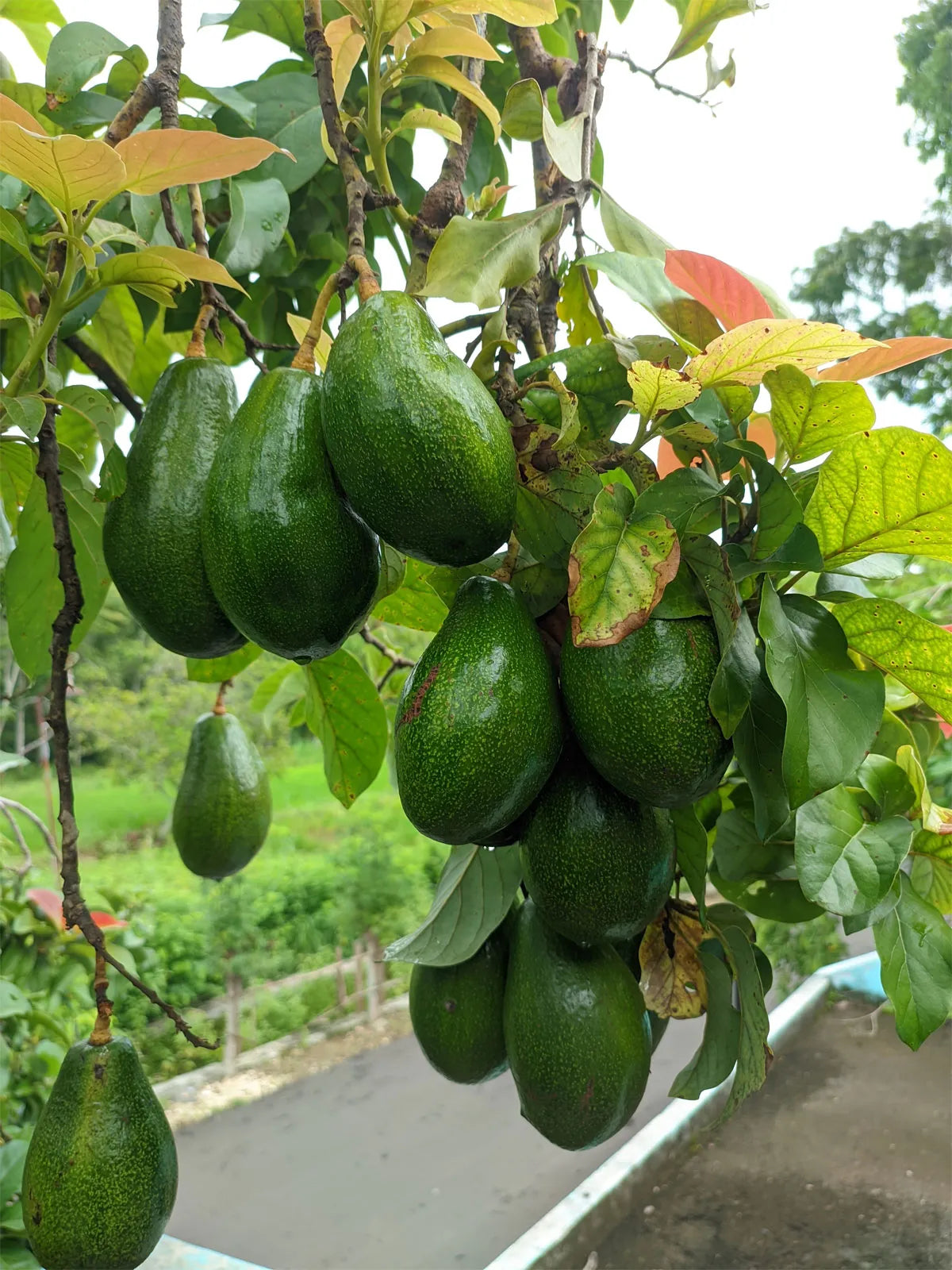 Young Hass Avocado Seedling Growing from Non-GMO Seed