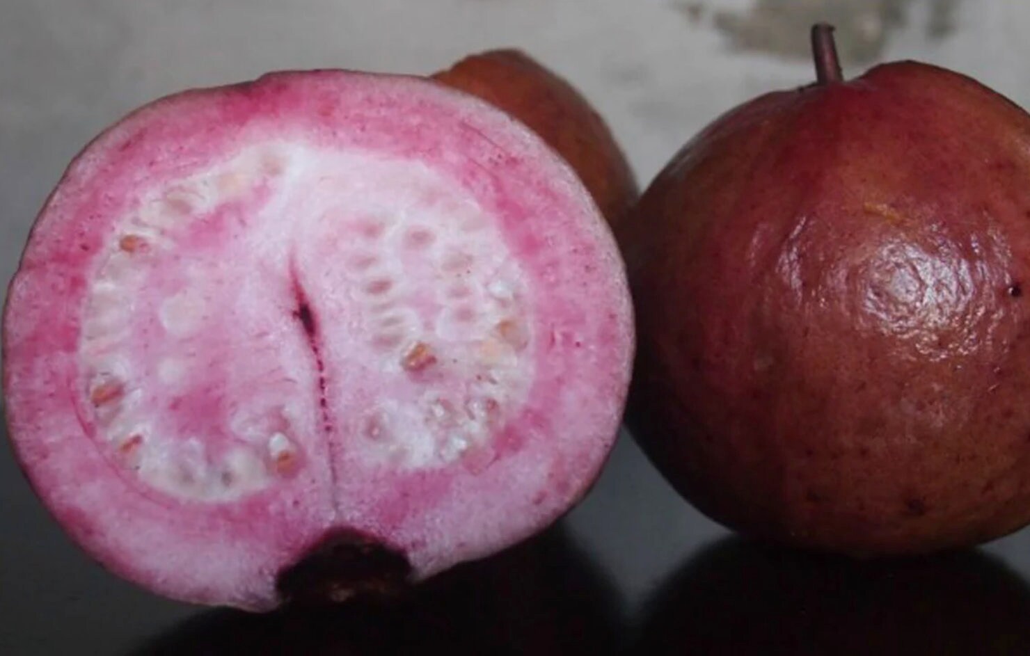 Germinating Red Malaysian Guava Seeds in Warm Soil