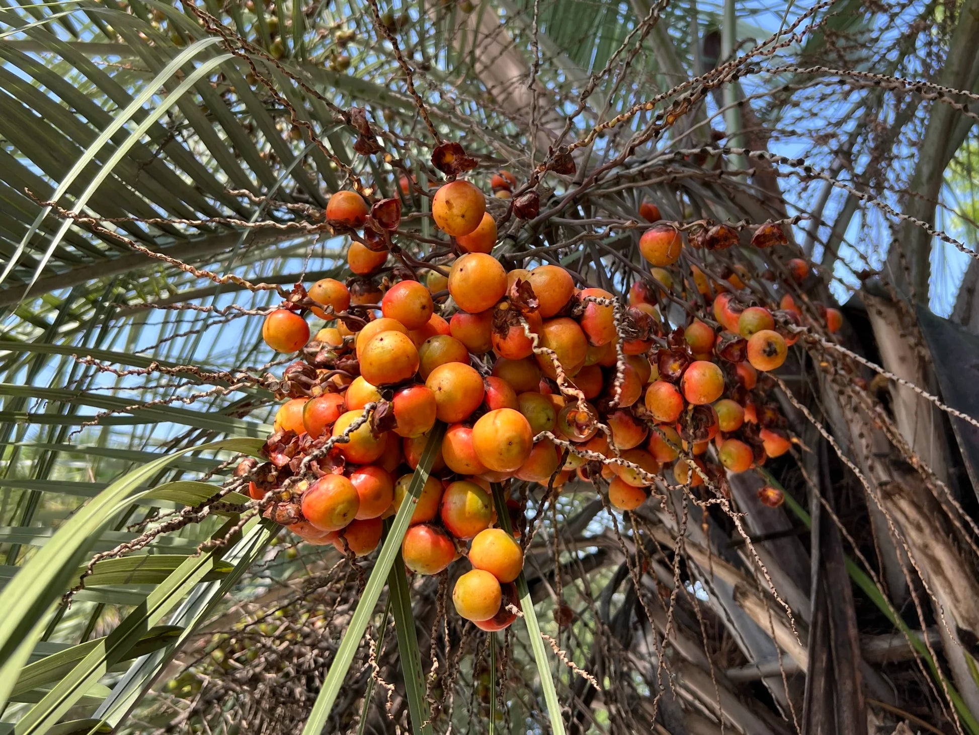 Young Jelly Palm Tree Growing from Coco Palm Seeds
