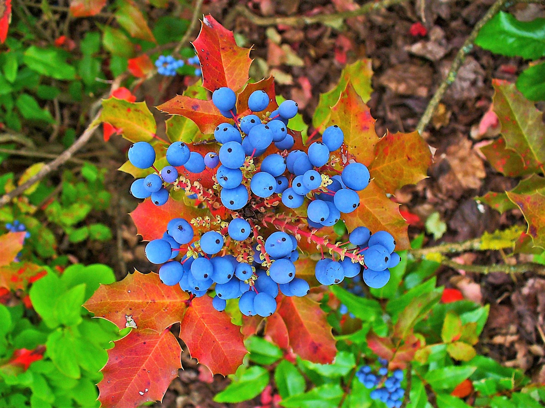 Young Oregon Grape Holly Plant in Garden