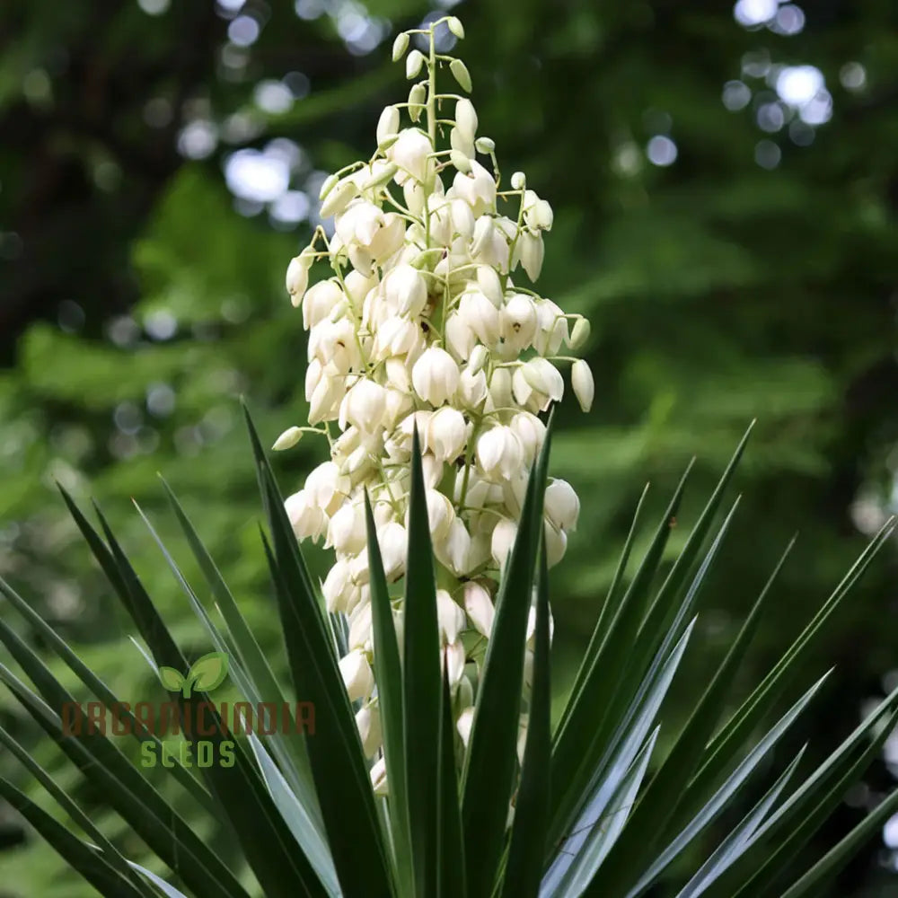Yucca Filamentosa Garden Seeds for Elegant White Blooms