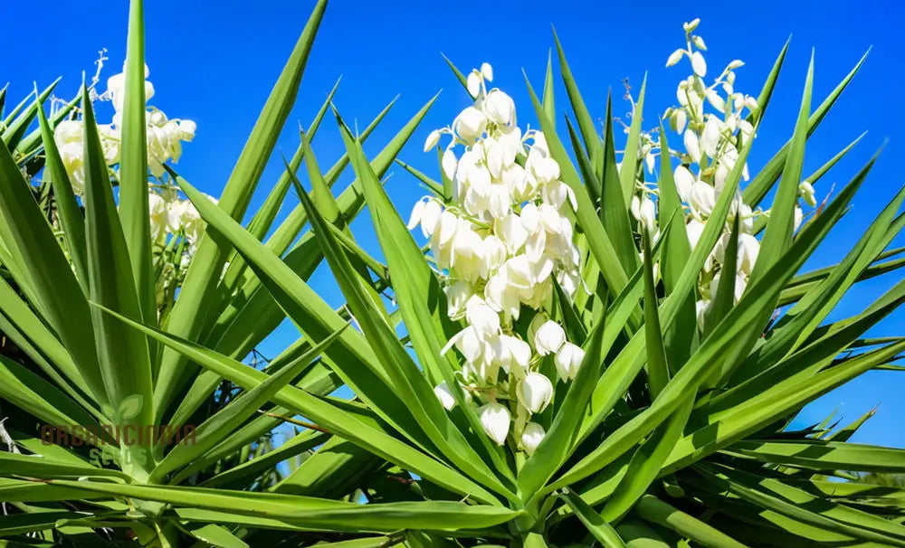 Yucca Seeds White Bloom Variety for Xeriscape Gardens