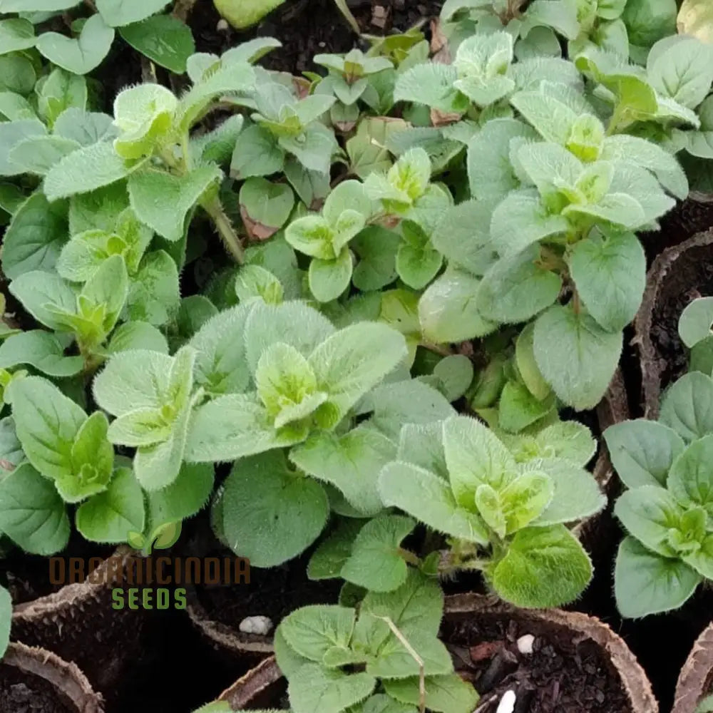 Zaatar Herb Seeds Growing in Container – Aromatic Herb for Home Gardens