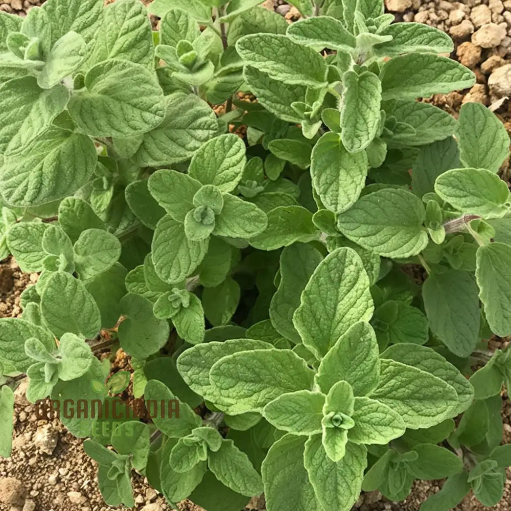 Zaatar Herb Seeds for Planting – Aromatic Mediterranean Culinary Herb