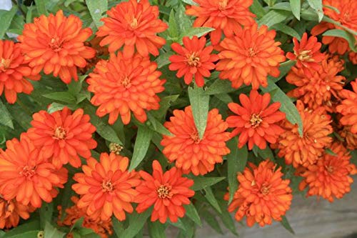 Zinnia Seeds Ideal for Cut Flowers and Bright Garden Displays