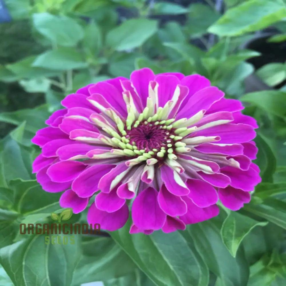 Close-up of vibrant purple Zinnia Elegans blooms