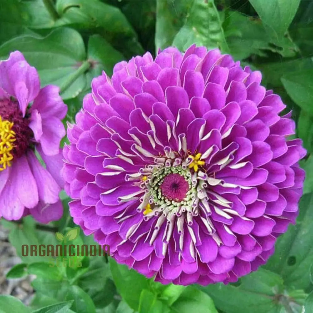 Zinnia Elegans Purple flower seeds for planting