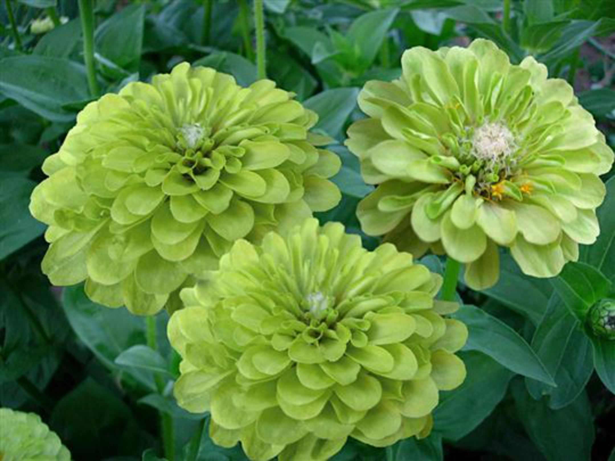 Zinnia Seeds with Unique Green Blooms for Home Gardens