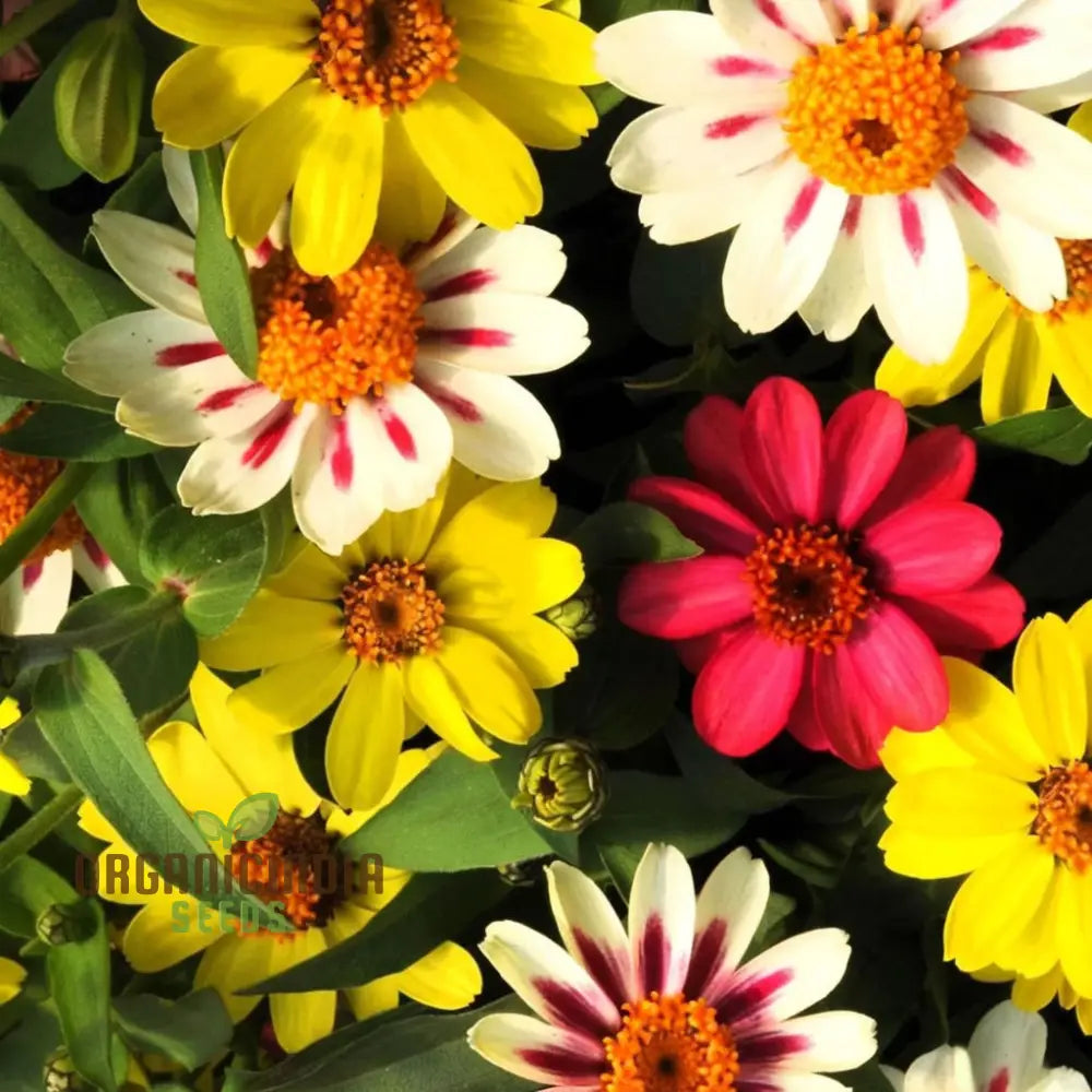 Zinnia Raspberry Lemonade Seeds for Colorful Garden Planting