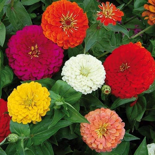 Zinnia Seeds for Full Sun Gardens and Colorful Summer Blooms