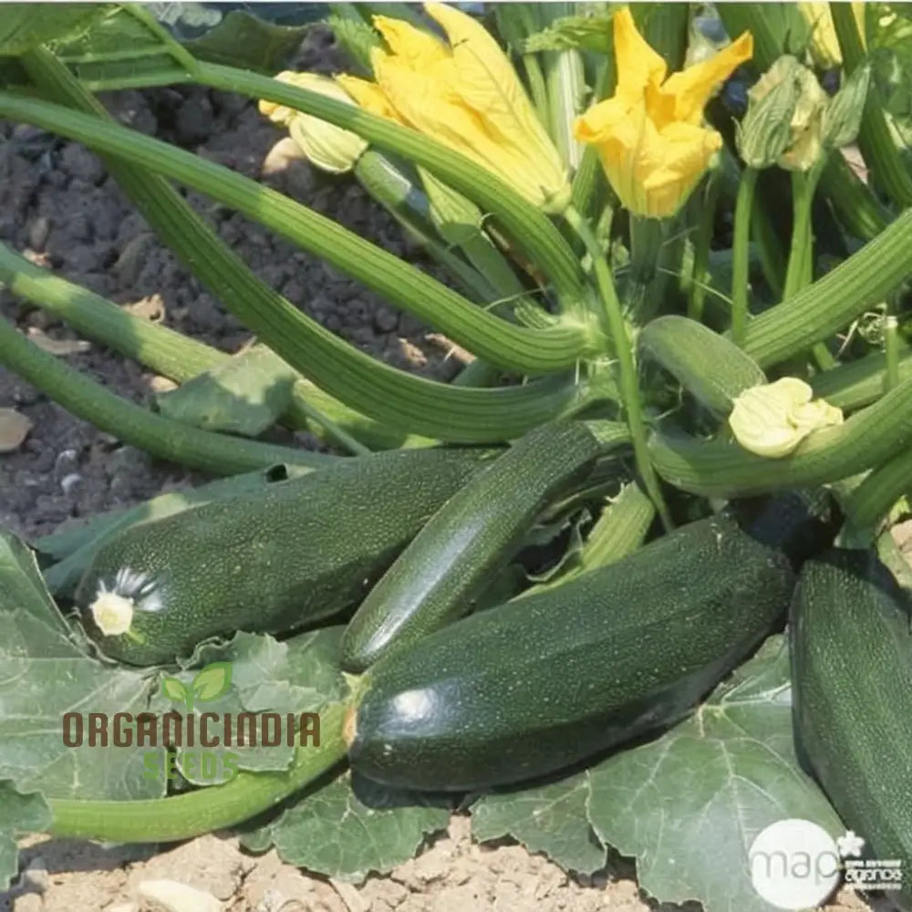 Mature Ambassador Courgette Plant from Seeds, High-Yield Zucchini Variety