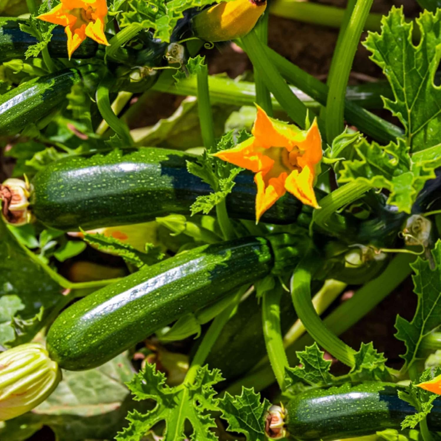 Long Cylindrical Zucchini Fruits from Seeds, Ideal for Cooking