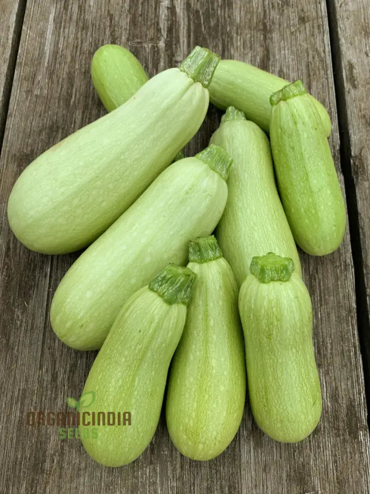 Fresh Grey Lebanese Zucchini Fruits Growing on Plant, Tender and Flavorful