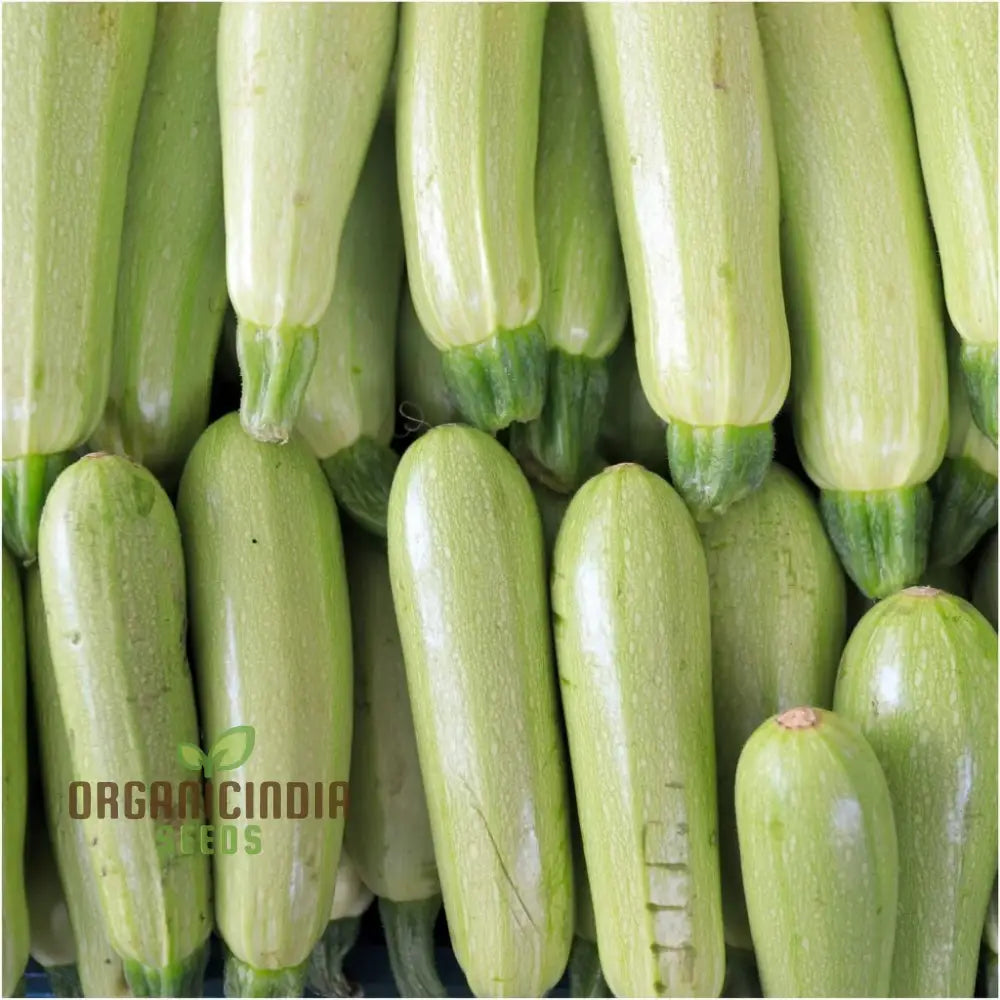 Grey Lebanese Zucchini Seeds Packet, Premium Quality Non-GMO Seeds for Planting