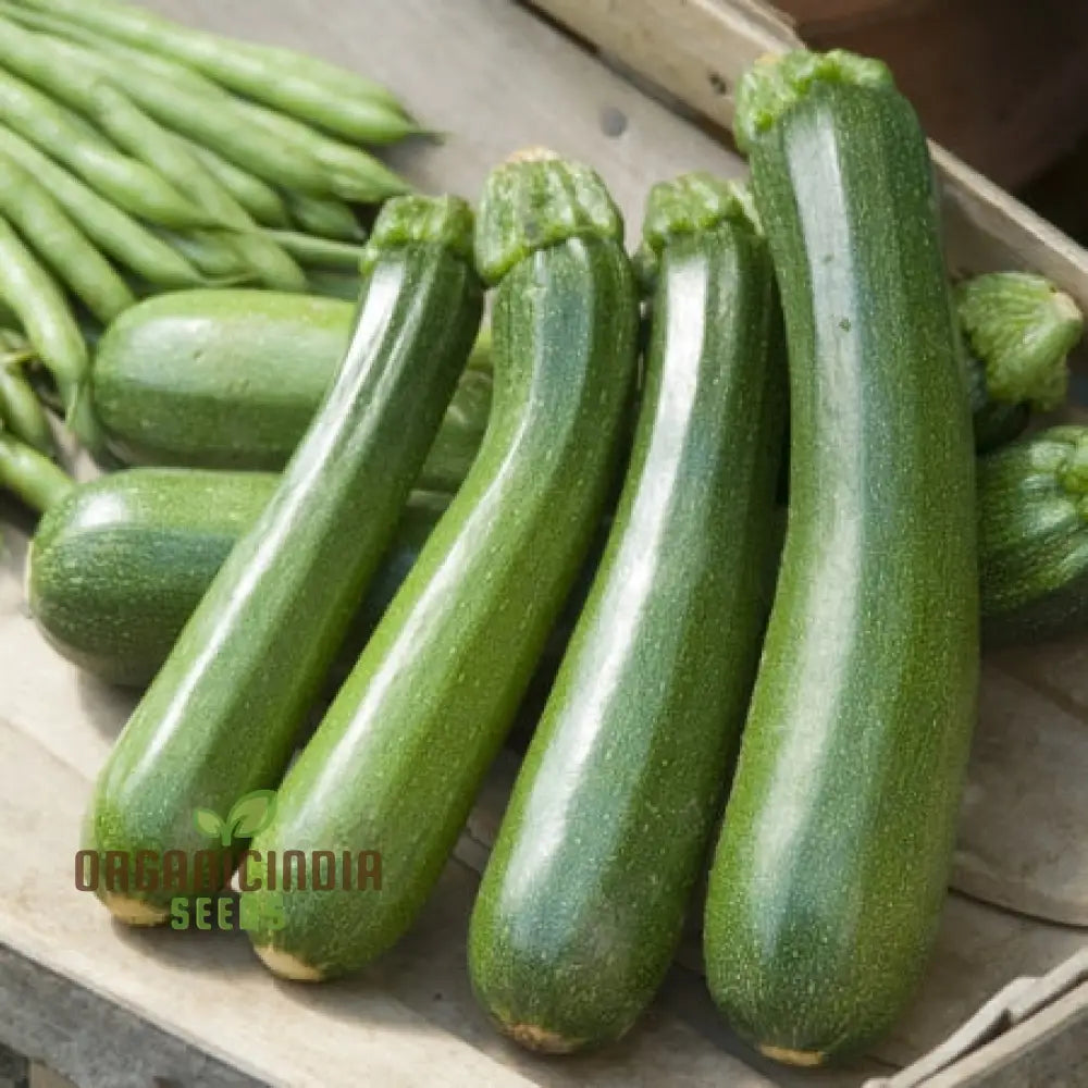 Mature Zucchini Courgette Safari Plant, High-Yield Vegetable from Seeds