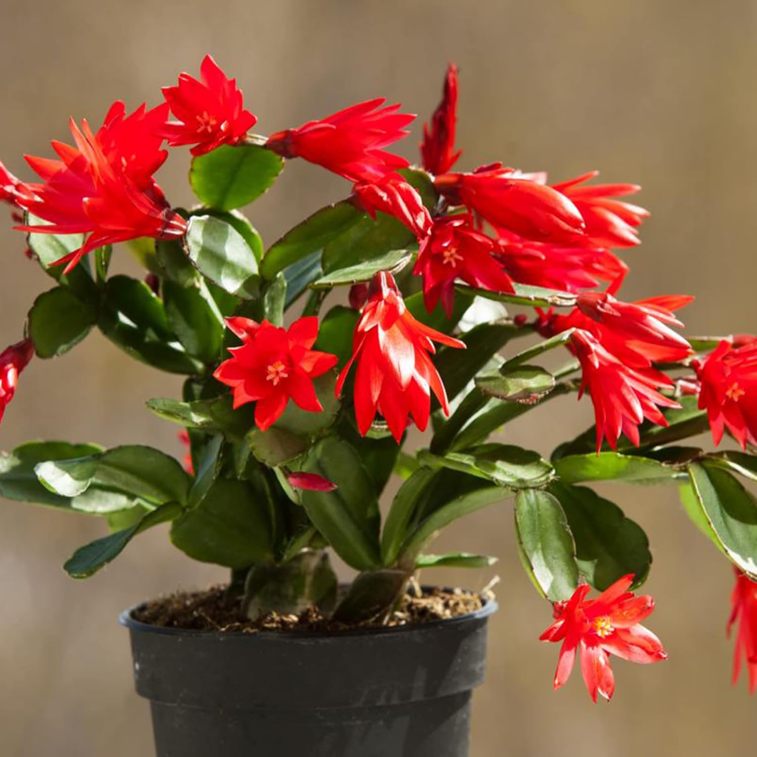 Bright Tubular Flowers of Zygocactus from Seeds