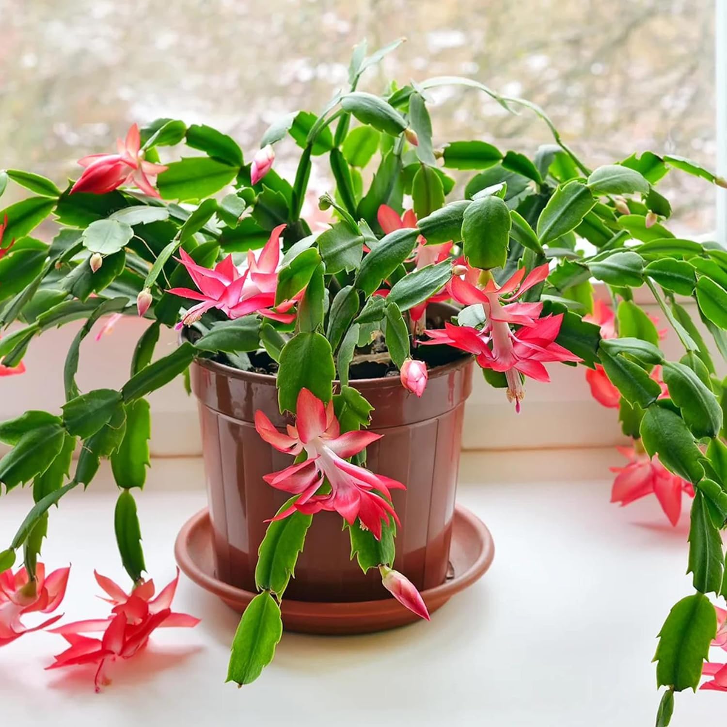 Crab Cactus in Hanging Basket Grown from Seeds