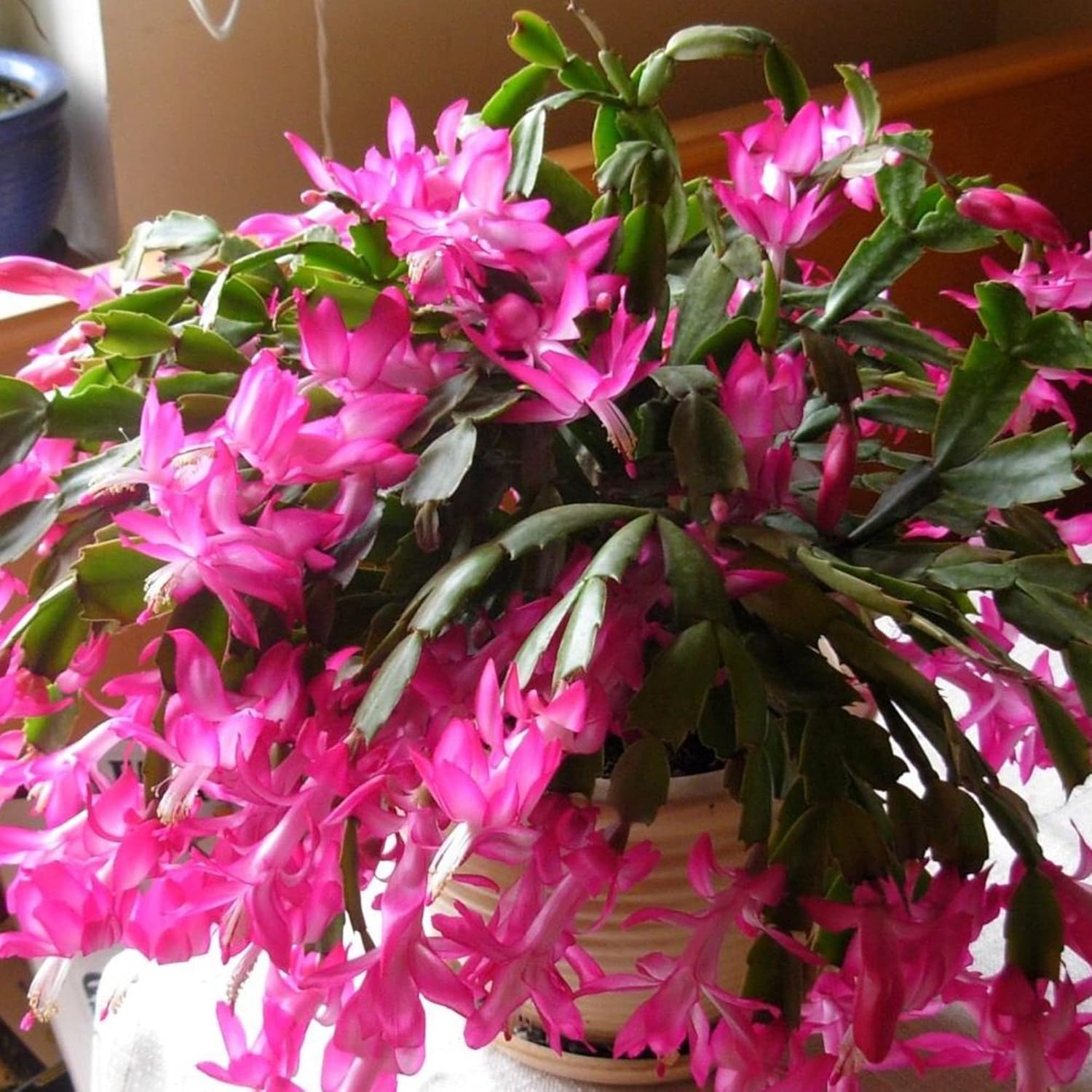 Mature Zygocactus Crab Christmas Cactus Plant from Seeds