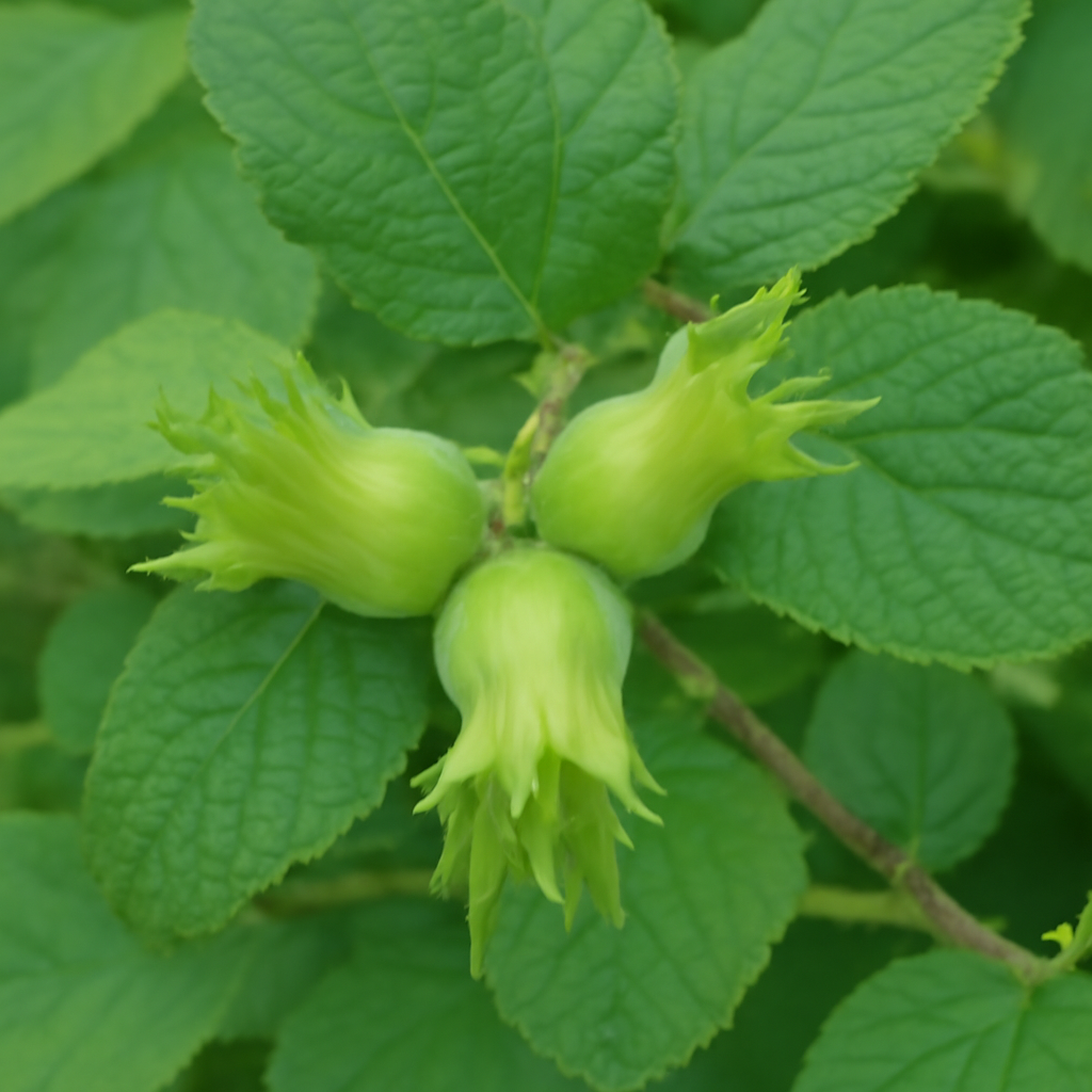 Beaked Hazelnut: A Nutty Delight for Your Organic Garden