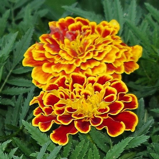 Marigold French Durango Mixed Seeds  Enhance Your Garden with Premium Quality Seeds for Successful Gardening