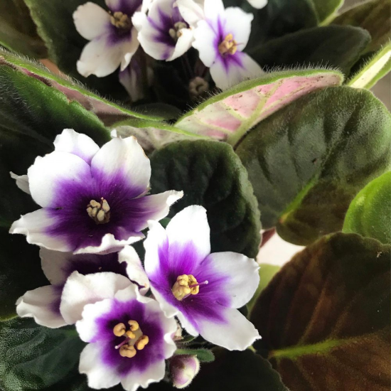 African Violet Flower Seeds For Planting