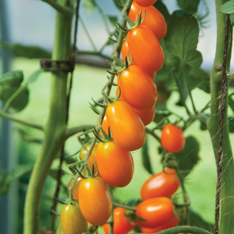 Tomato LIZZIE BELL Vegetable seeds, offering a delightful