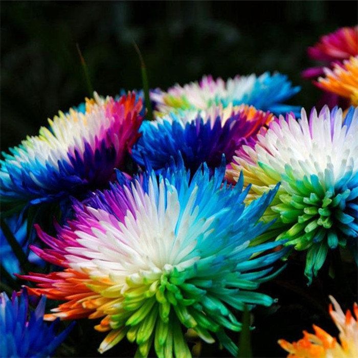 Graines de fleurs exotiques de gerberas arc-en-ciel à planter, cultivant une superbe gamme de fleurs colorées dans votre jardin
