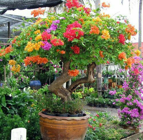 混合色のブーゲンビリアの種、鮮やかなつる性の花で見事な庭の