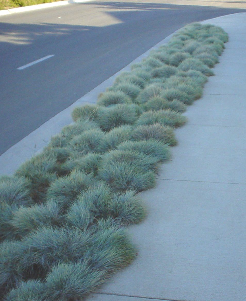 Blauschwingel-Ziergrassamen – Festuca mehrjährig, trockenheitsresistent, Sonne oder Schatten – über 50 Stück
