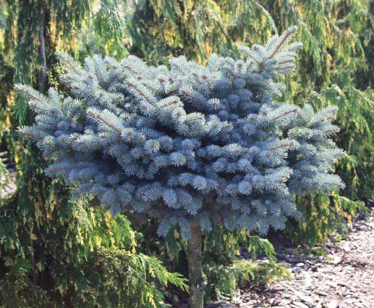 Compact Dwarf Shrub with Striking Blue Foliage