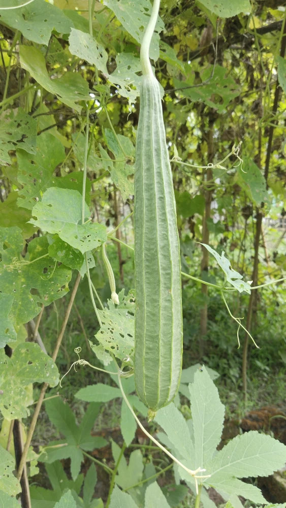 Ridge Gourd Seeds, Growing Your Own Exotic Luffa Vine Planting Seeds