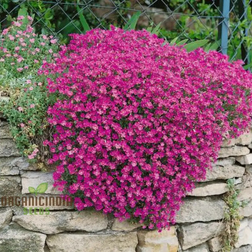100 Aubrieta Rock Cascade Flower Seeds Dark Pink For Planting