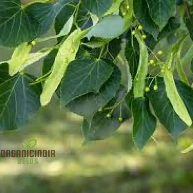100Pcs American Basswood Seeds Premium