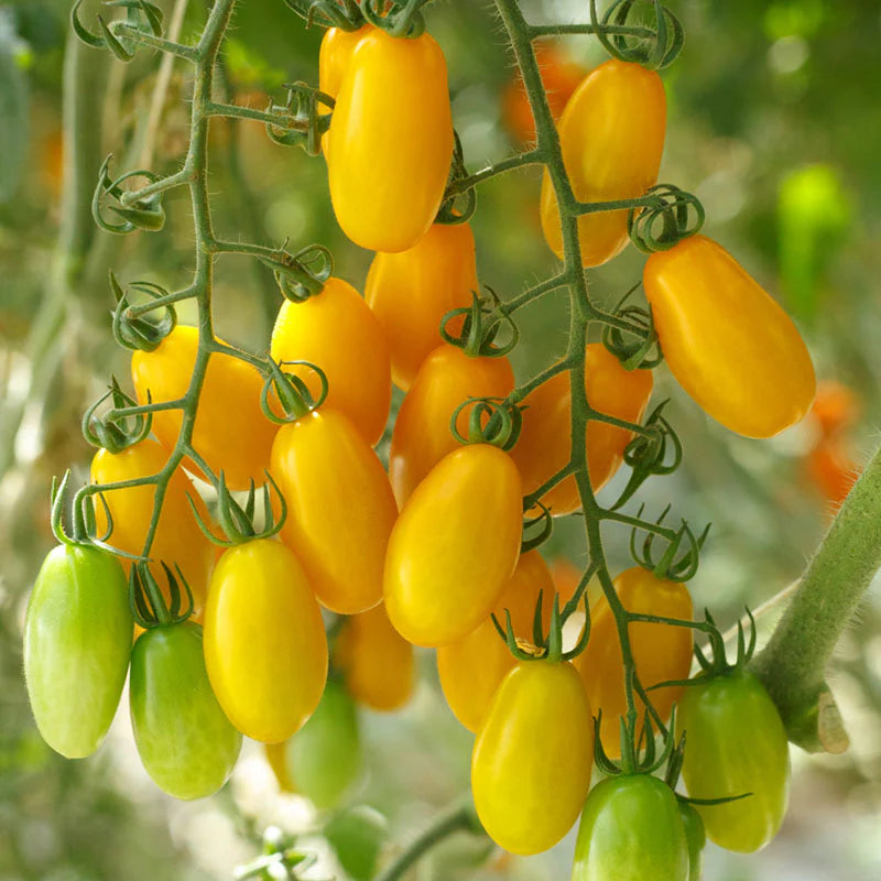 Tomaten LIZZIE BELL Gemüsesamen, bietet eine wunderbare Möglichkeit, geschmackvolle