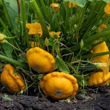 Graines de légumes biologiques de courges jaunes précoces, courges d'été nutritives à croissance rapide pour votre jardin