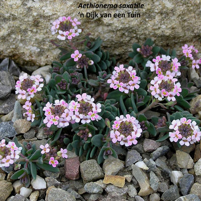 Aethionema Saxatile Seeds – Premium Rock Cress Variety for Charming Garden Beauty