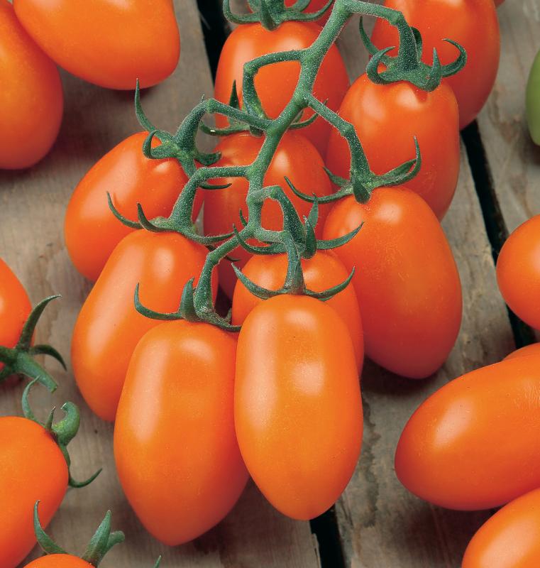 Tomaten LIZZIE BELL Gemüsesamen, bietet eine wunderbare Möglichkeit, geschmackvolle