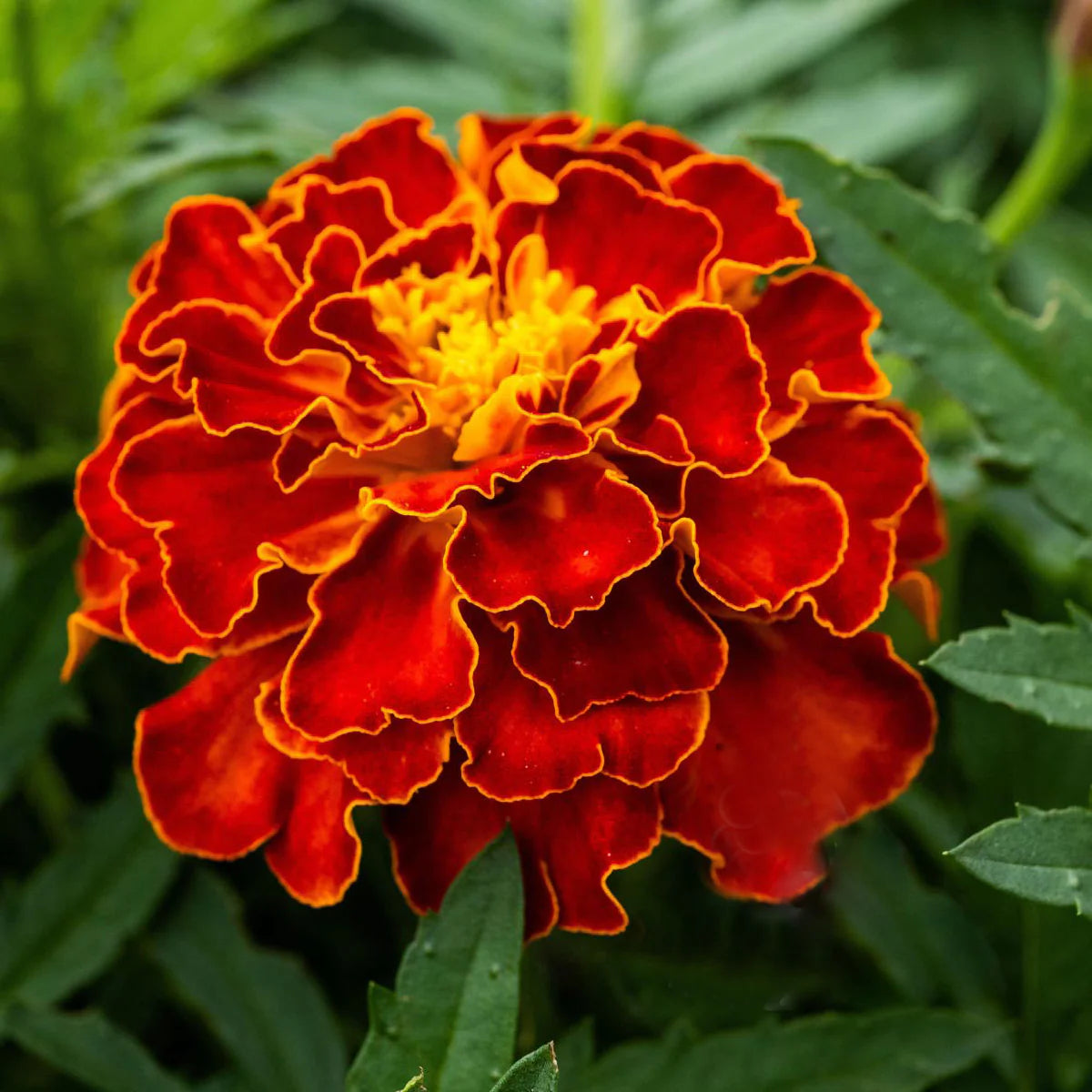Mahogany Marigold Flower Seeds, Rich Velvety Blooms for Gardens and Borders