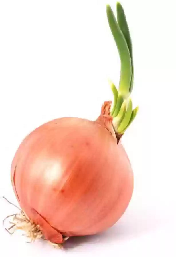 Overwinter Japanese Onion Seeds – Elevate Your Gardening with Resilient, Flavorful Onions for All Seasons!