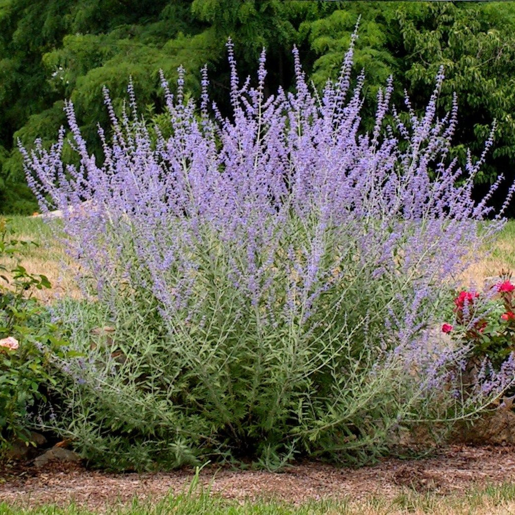 Perovskia atriplicifolia Seeds, Hardy Perennial for Pollinator Friendly Gardens