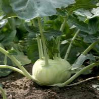 Kohl Rabi Mix Seeds for Planting and Gardening - Organic Vegetable Seeds
