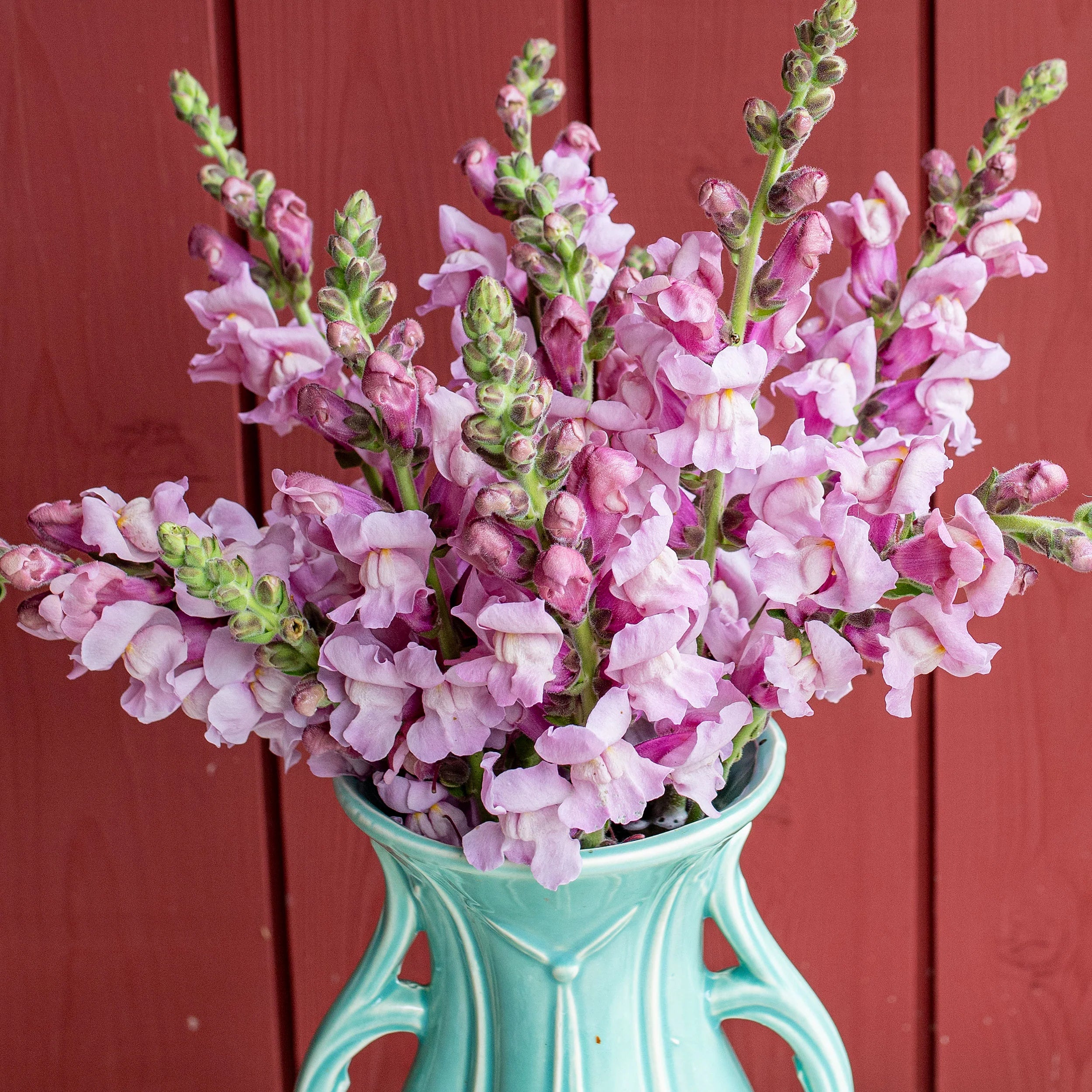 Lavender Snapdragon Flower Seeds – Elegant & Fragrant Blooms for Gardens